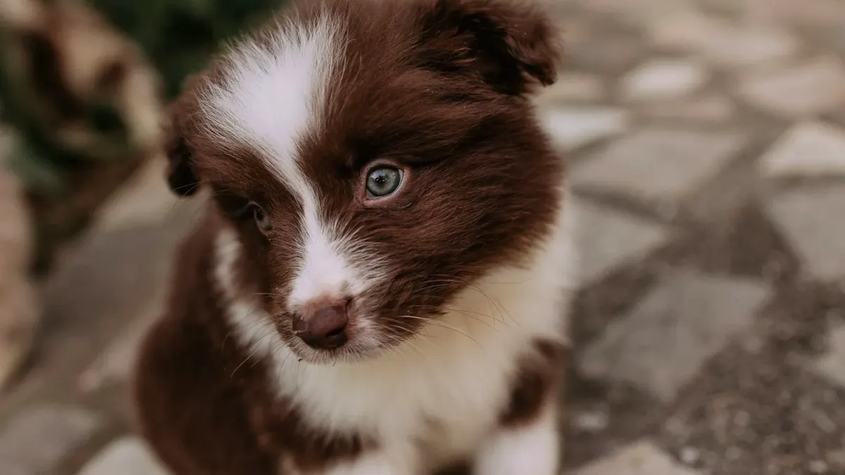 A young puppy standing near a potty pad beside an open door to the yard
