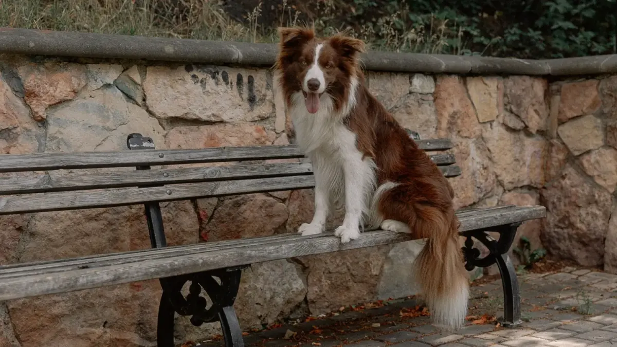 Adult dog holding a stay position on a park bench while people walk by in the background
