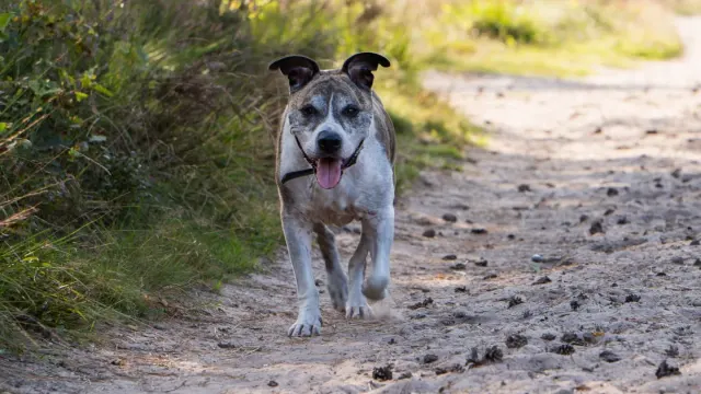 An adult dog mid-stride running across a grassy trail