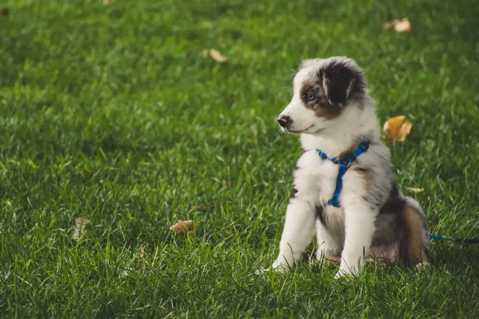 An Australian Shepherd standing alert in an open field