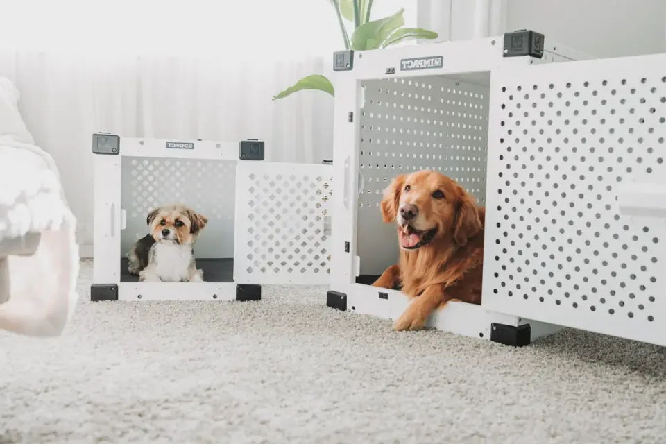 An empty wire crate fitted with a divider panel and soft bedding