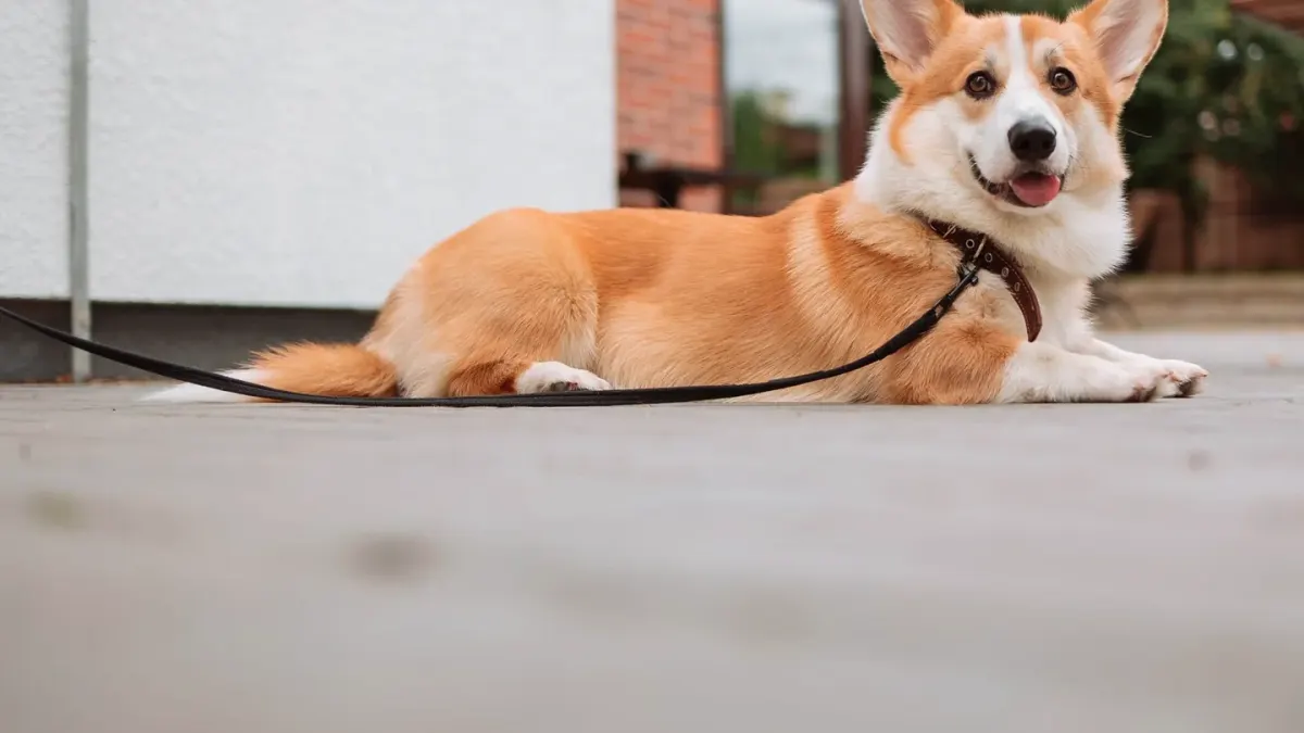 An excited dog jumping up and mouthing at a leash during play in a backyard