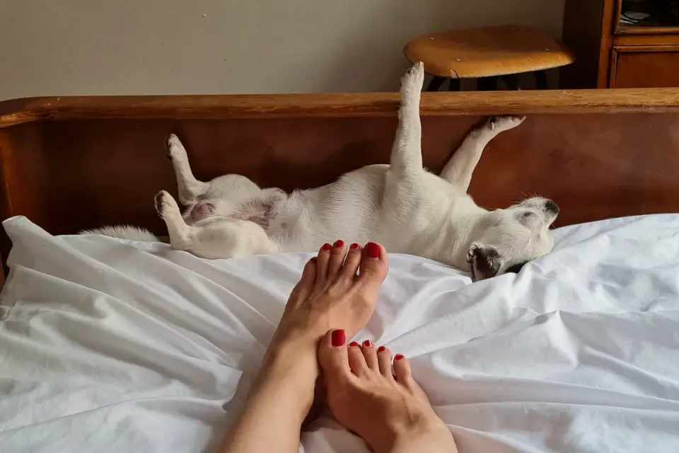 An older dog resting calmly on a bed at home while a pet sitter sits nearby