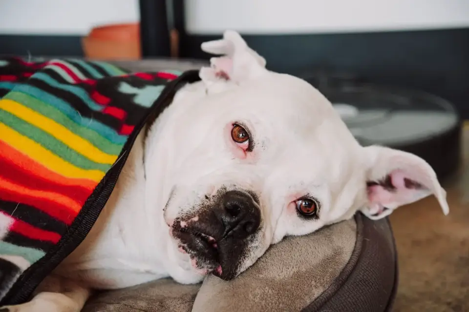 An older dog resting on an orthopedic bed after a short walk