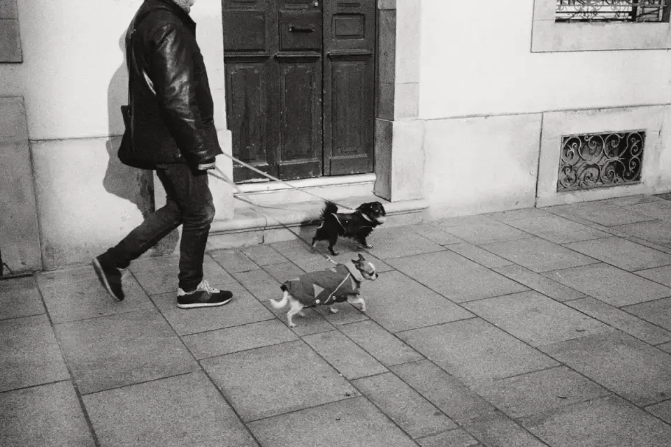 An older dog walking calmly on a leash next to its owner