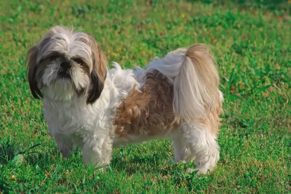 An owner brushing a Shih Tzu&#x27;s long single coat on a grooming table