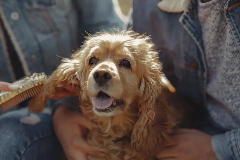 An owner brushing out a Golden Retriever&#x27;s coat outdoors