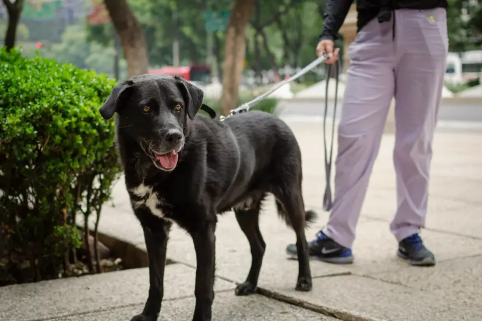 An owner rewarding a dog for staying calm on leash near a distraction