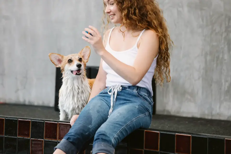 An owner using a clicker and treat pouch to train a small dog in a backyard