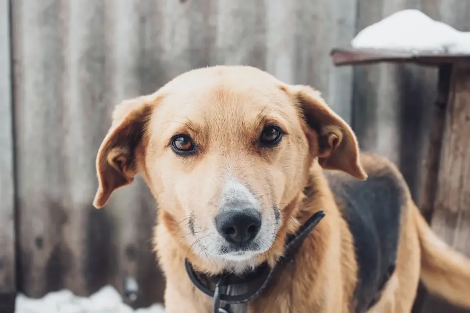 Attentive dog with an owner
