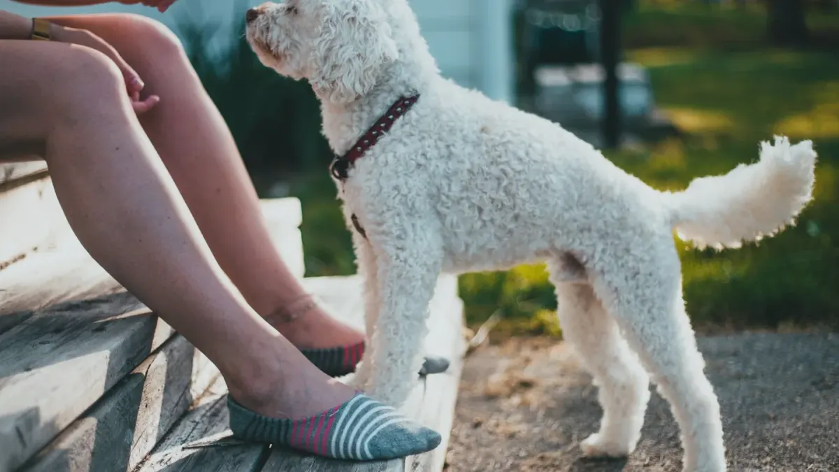 Attentive dog with an owner