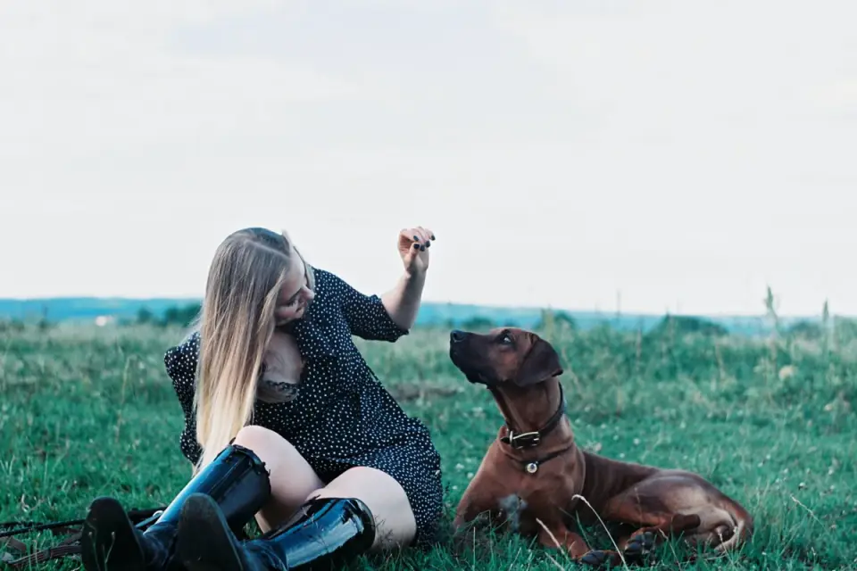 Attentive dog with an owner