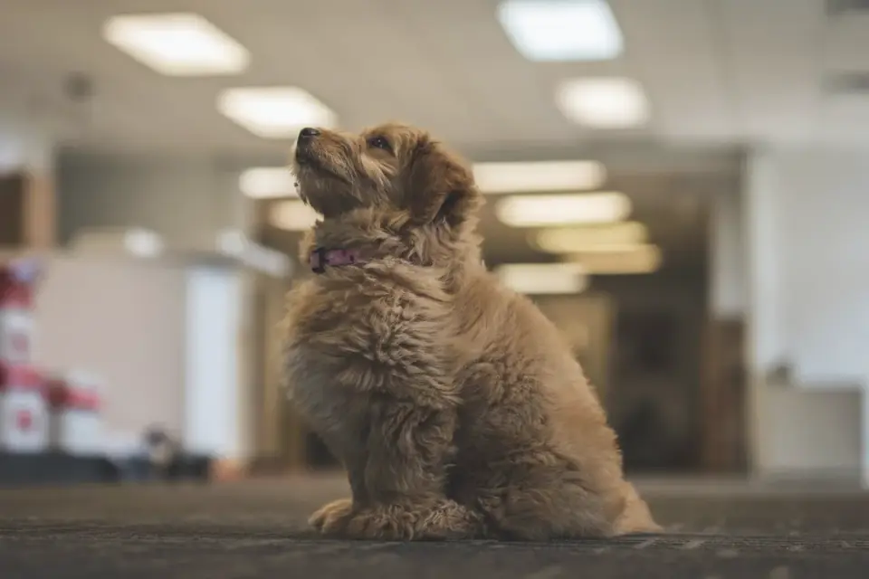 Attentive dog with an owner