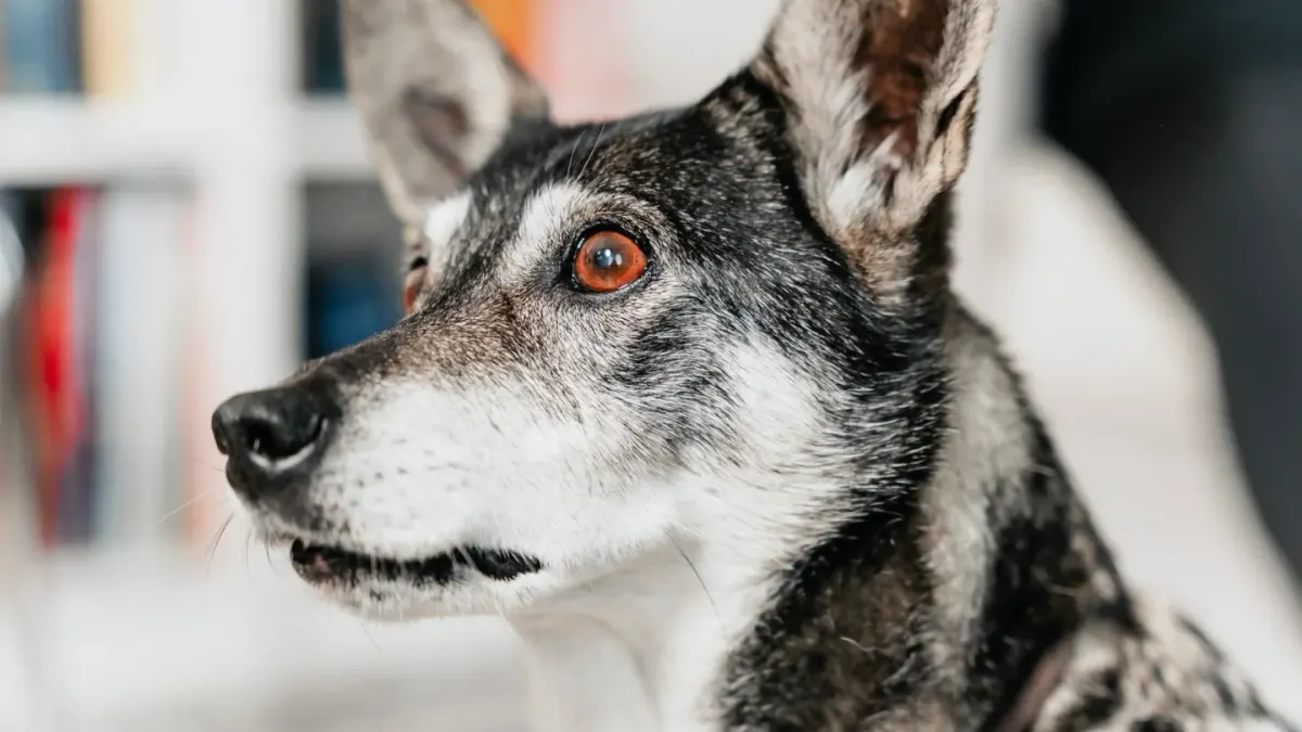 Attentive dog with an owner