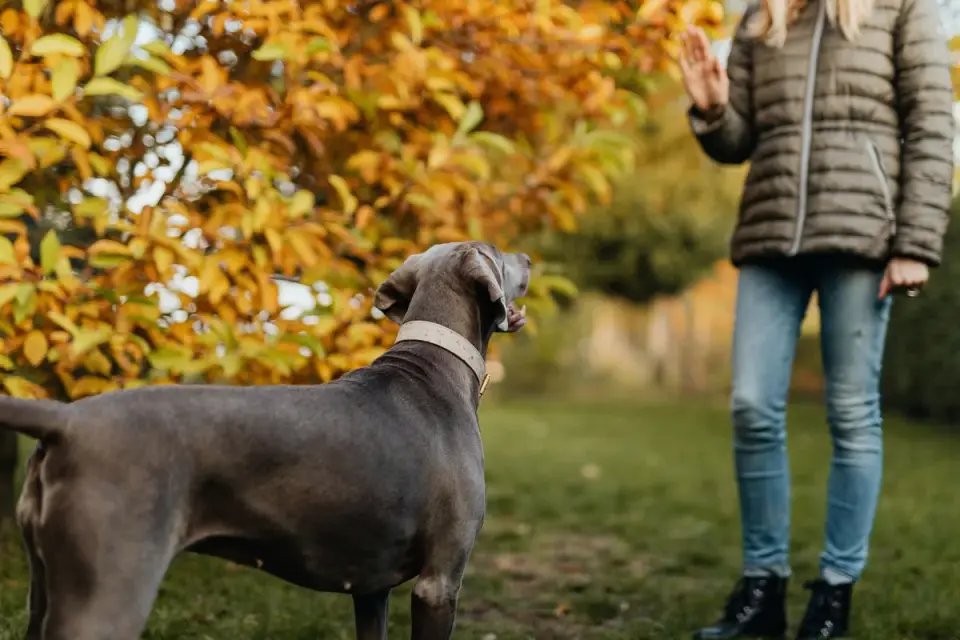 Attentive dog with an owner