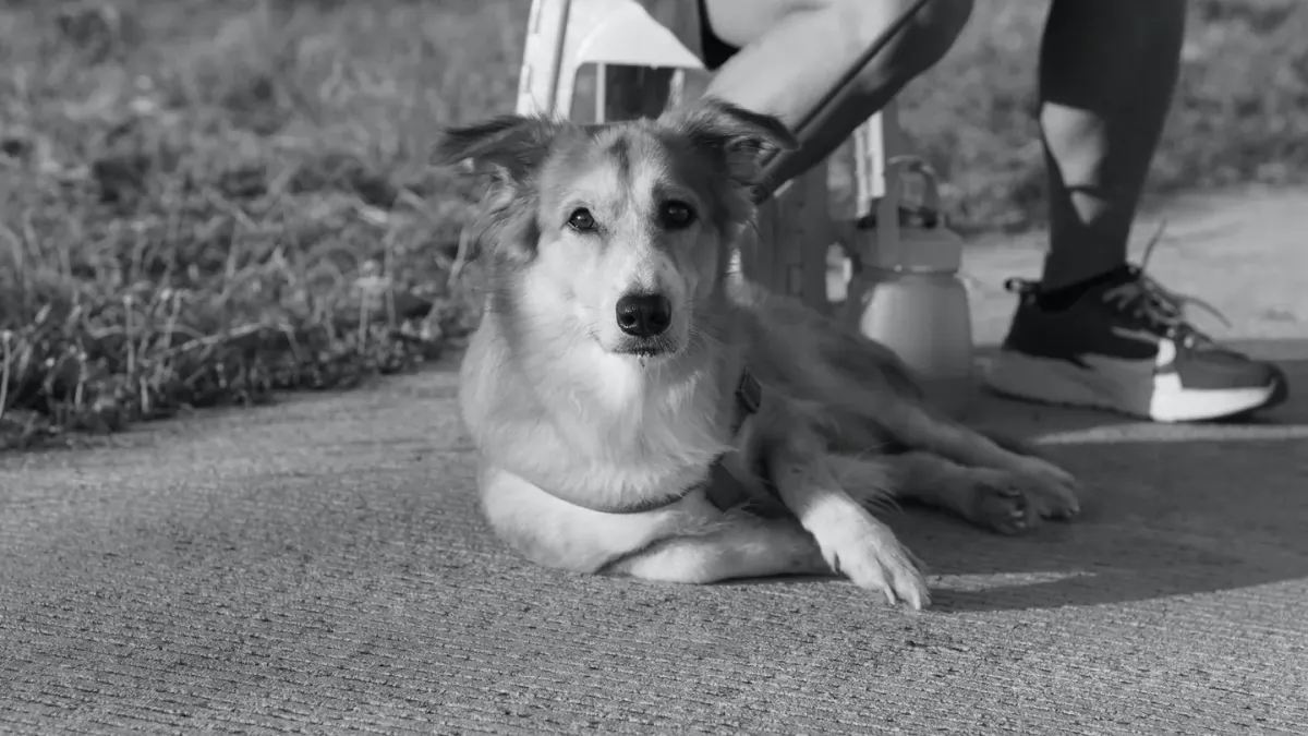 Attentive dog with an owner