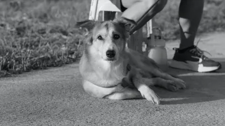 Attentive dog with an owner