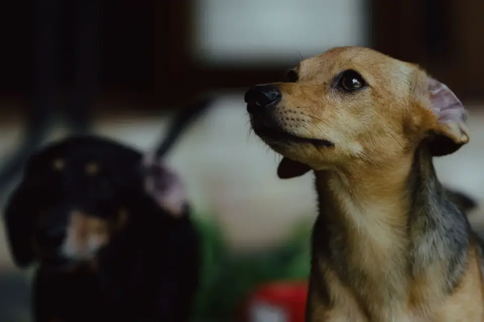 Attentive dog with an owner