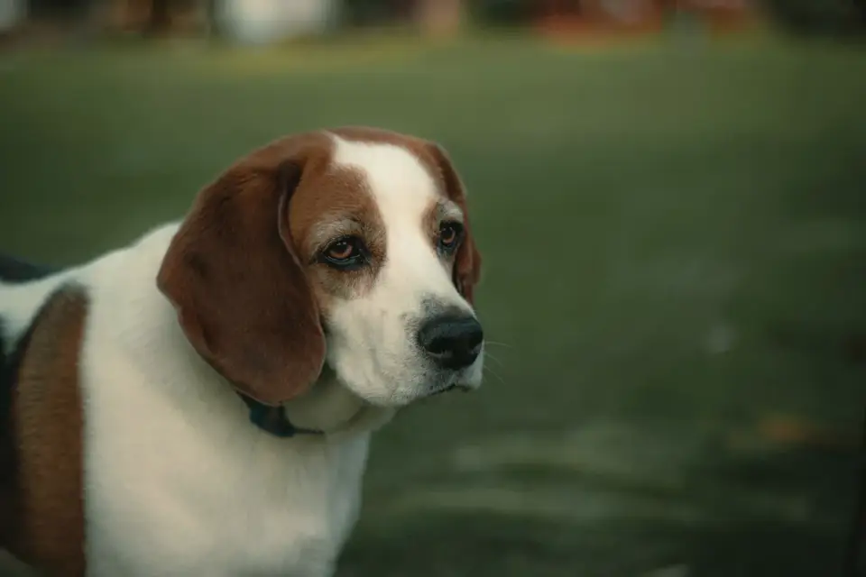Beagle outdoors