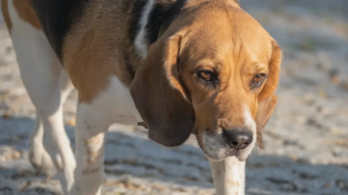 Beagle outdoors