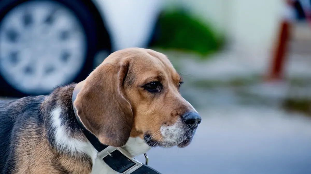 Beagle outdoors