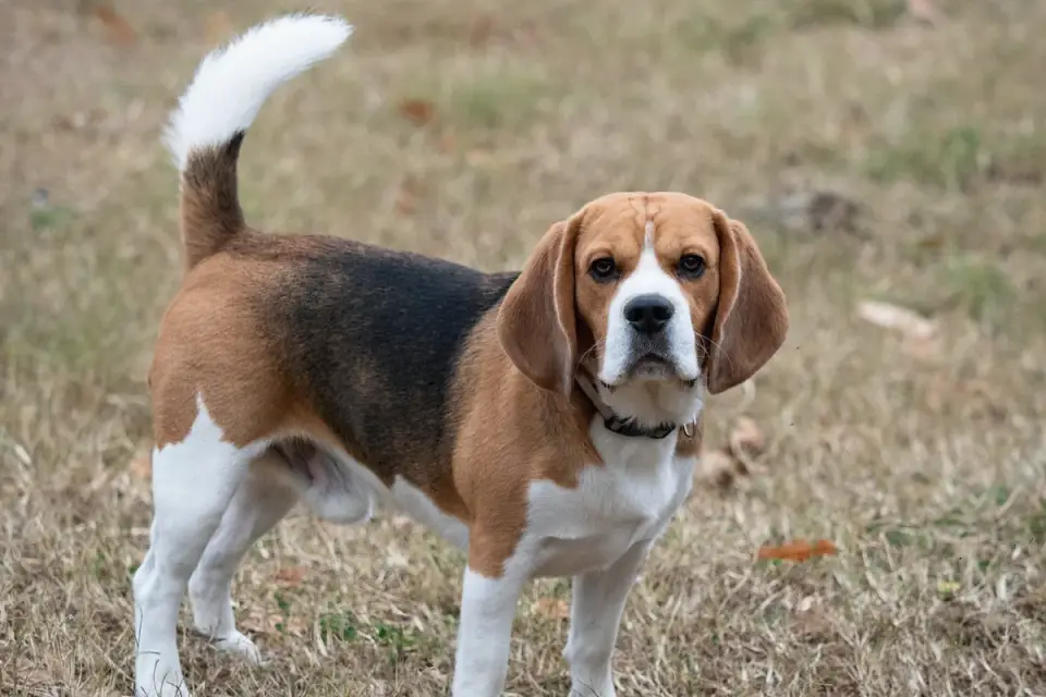 Beagle outdoors