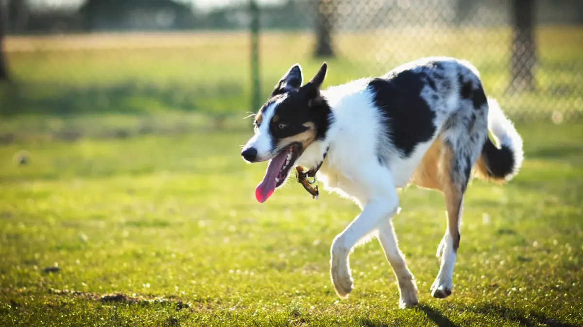 Border Collie running through grass in an open yard with its owner nearby