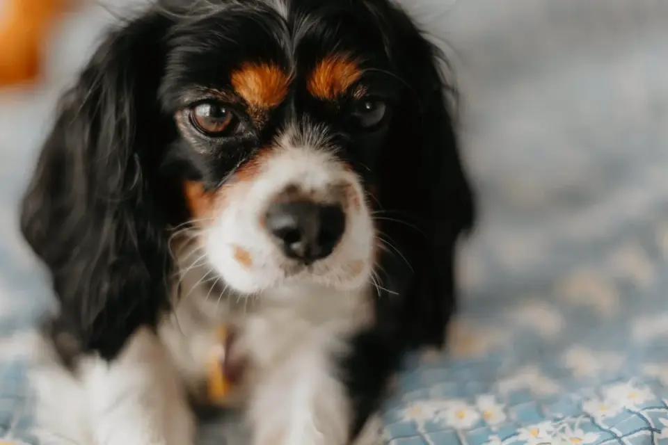 Cavalier King Charles Spaniel puppy resting on a couch cushion