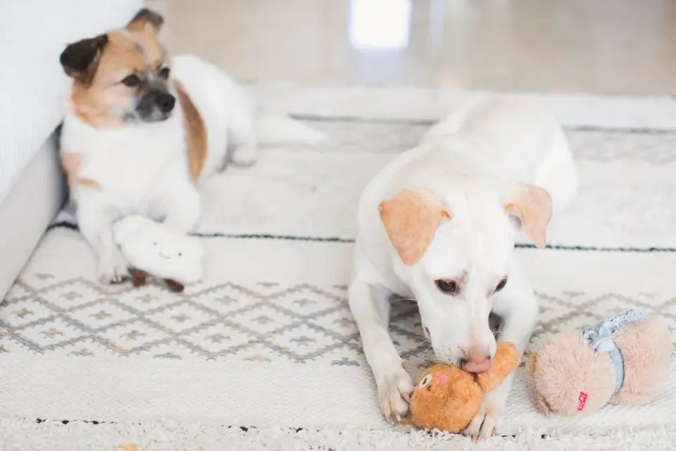 Chewed stuffing scattered on the floor near an interior door