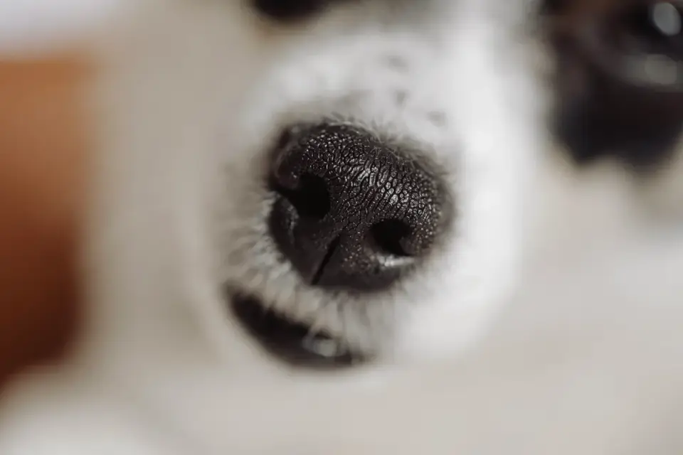 Close-up of a dog drinking water while wearing a basket muzzle
