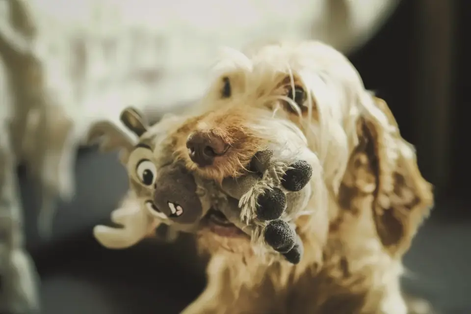 Close-up of a dog gnawing on a flexible rubber chew toy