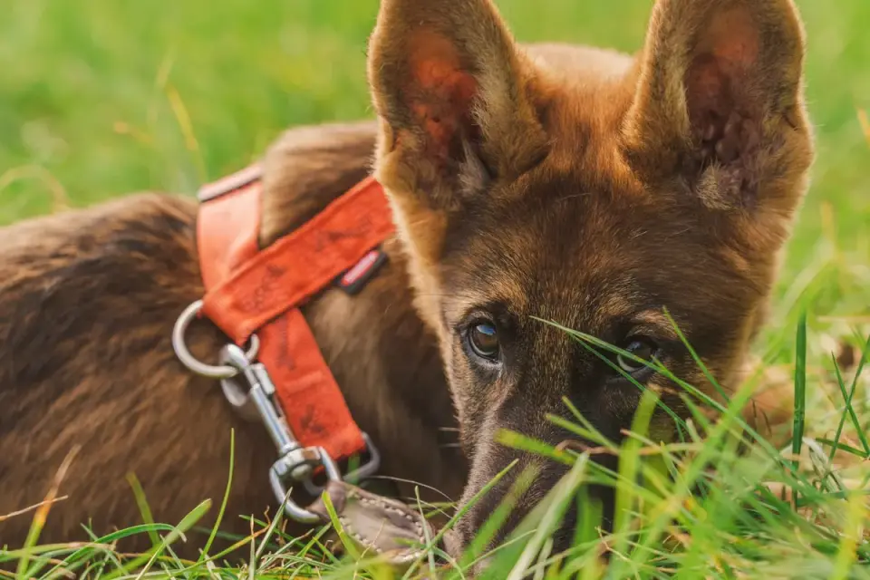 Close-up of a dog harness clip attached to a vehicle seatbelt buckle