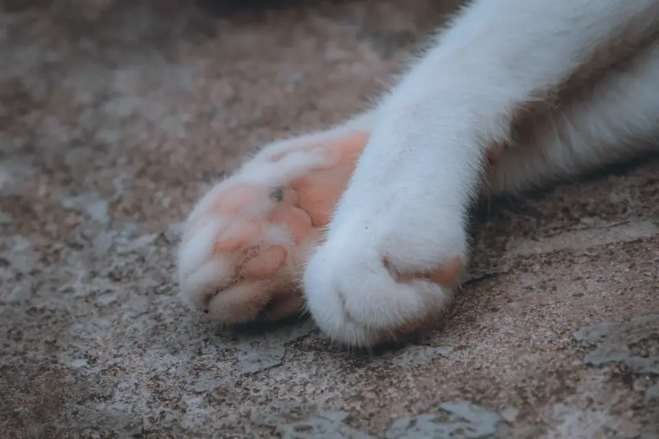 Close-up of a dog&#x27;s front paws gripping a textured rubber ramp