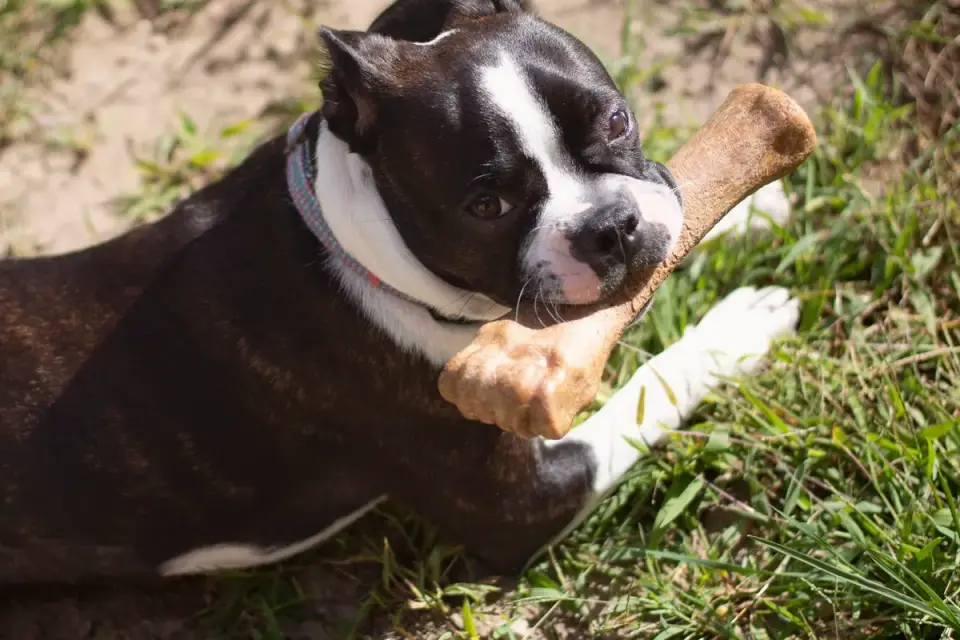 Close-up of a dog's mouth gripping a nylon bone-shaped toy