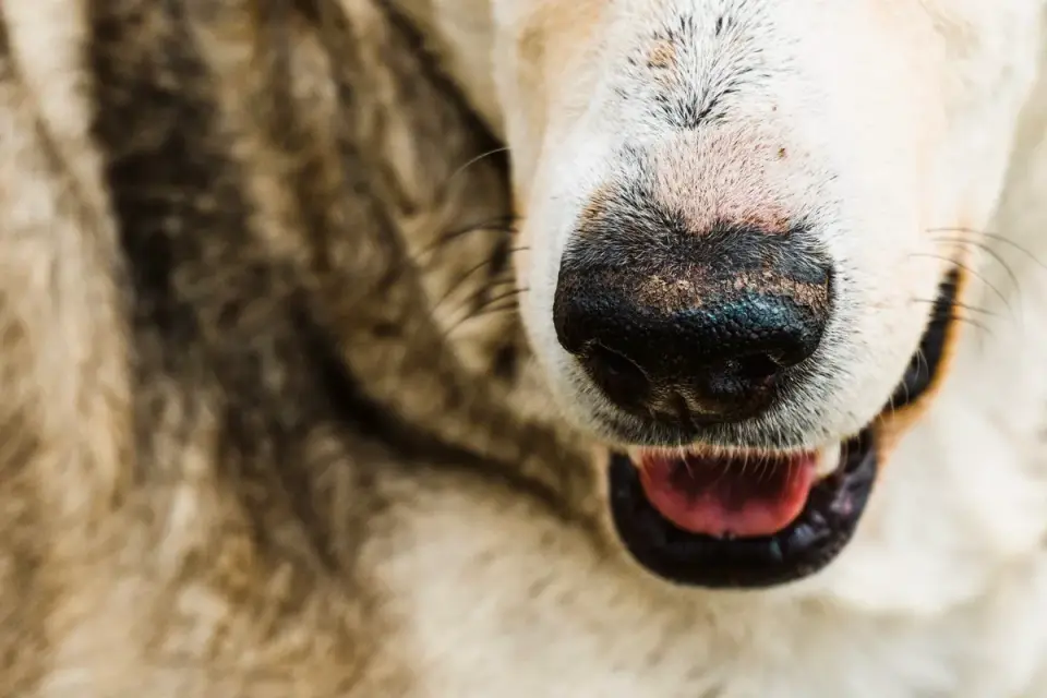 Close-up of a dog&#x27;s mouth holding a solid rubber ball