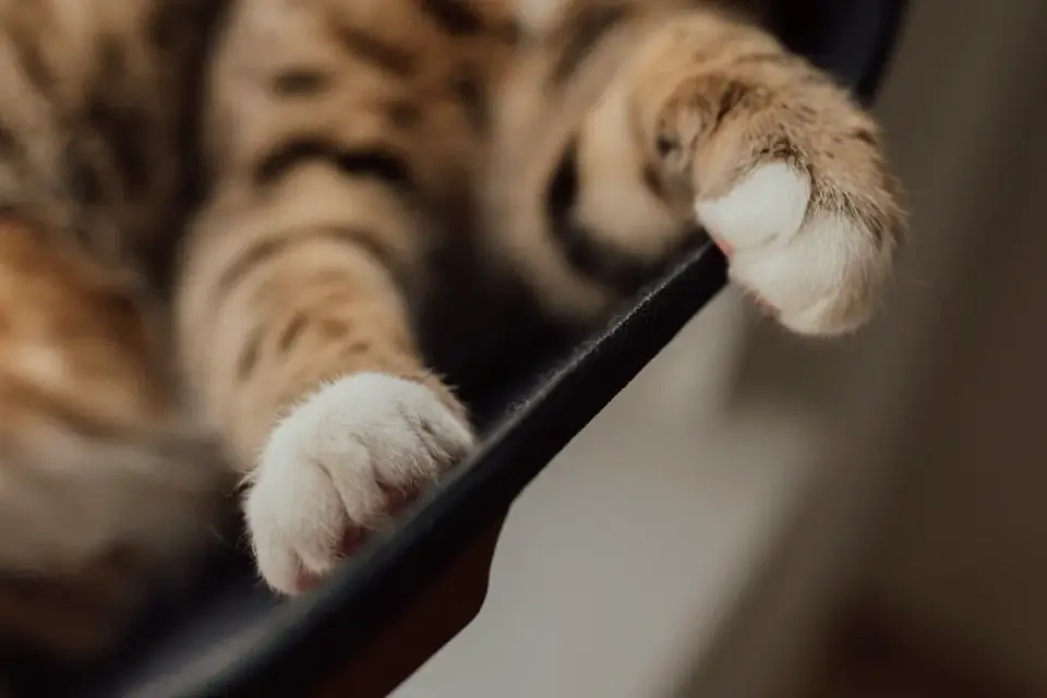 Close-up of a dog's paw fitted with rubber toe grips