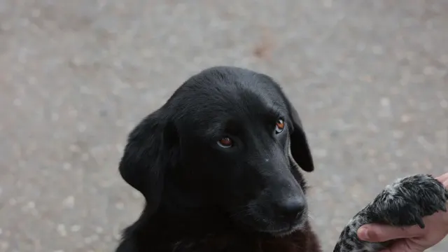 Close-up of a dog's paw pad resting on a sidewalk