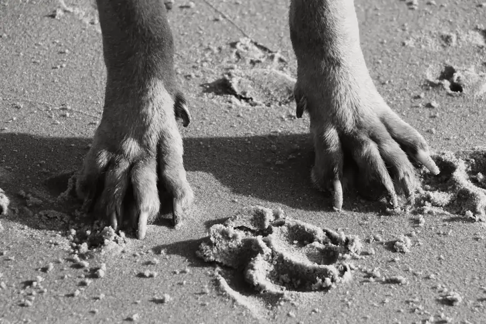 Close-up of a dog's paw resting on a sunlit concrete surface