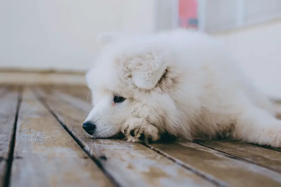 Close-up of a dog&#x27;s paw resting on a wood floor after a nail trim
