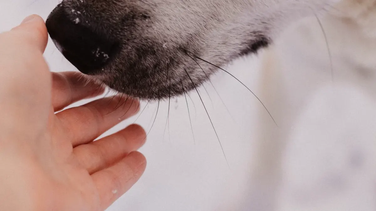 Close-up of a dog's paw stepping near visible rock salt on a snow-covered sidewalk