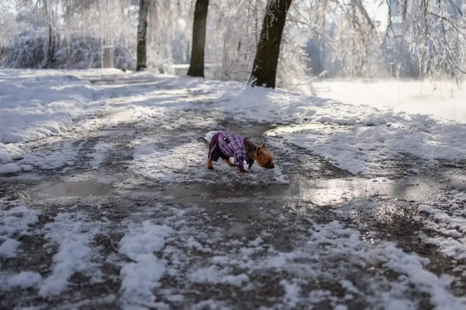 Close-up of a dog&#x27;s paw stepping near visible rock salt on a snow-covered sidewalk