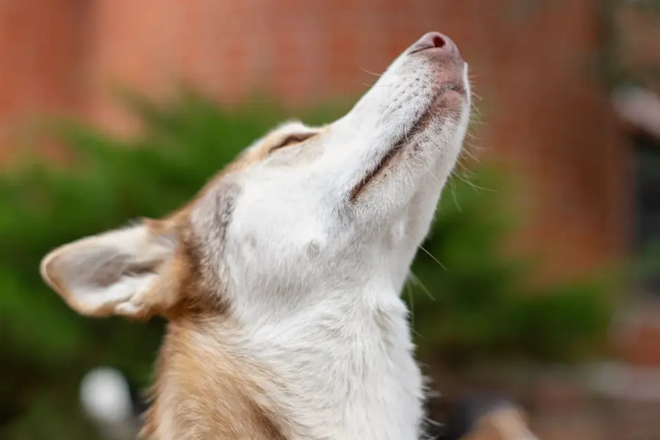 Close-up of a dog&#x27;s stiff posture and forward ears while fixated on something out of frame