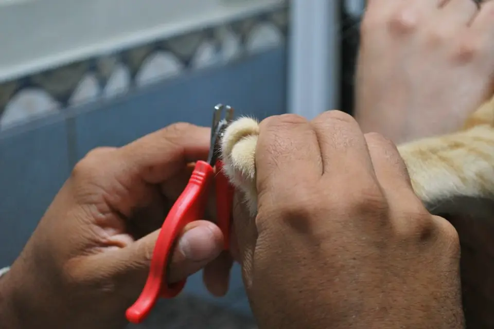 Close-up of a groomer using clippers on a dog&#x27;s leg
