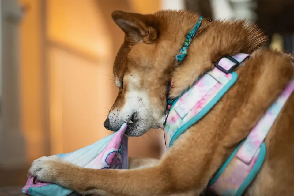 Close-up of a hand checking the fit of a chest strap on a dog harness