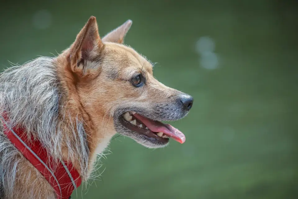 Close-up of a harness strap adjusted against a dog&#x27;s chest and shoulder