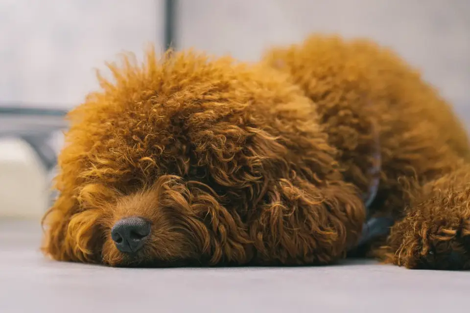 Close-up of a Poodle&#x27;s dense curly coat showing facial furnishings