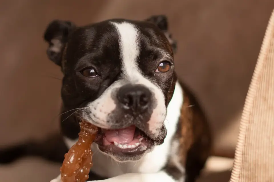 Close-up of a puppy gnawing a chilled rubber chew toy