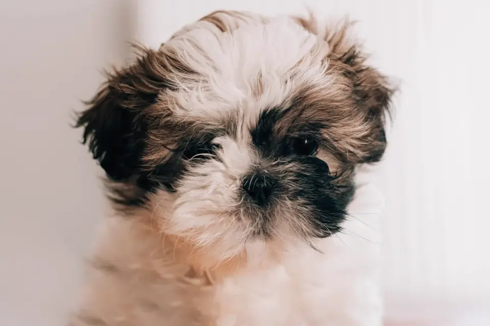Close-up of a Shih Tzu&#x27;s short muzzle and wide-set eyes