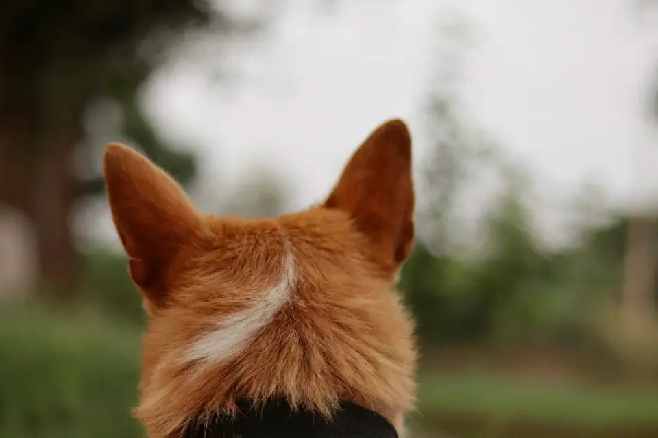 Close-up of a small mat forming in a curly-coated dog&#x27;s fur behind the ear