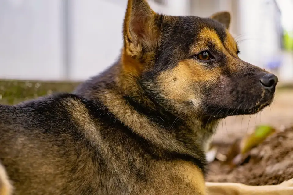 Close-up of a small mat forming in the fur behind a dog&#x27;s ear